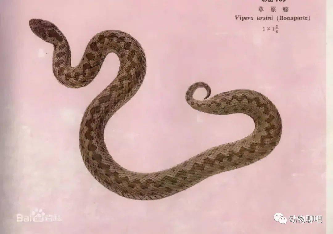 毒蛇中,花条蛇属于轻毒.