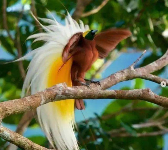 大自然的疯狂创作奇异动物长相清奇