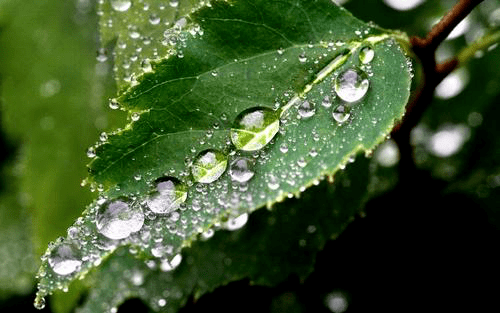 呼出的气体变成白雾于空气中消散当第一滴晨露于花叶上垂落凛冬人间寒