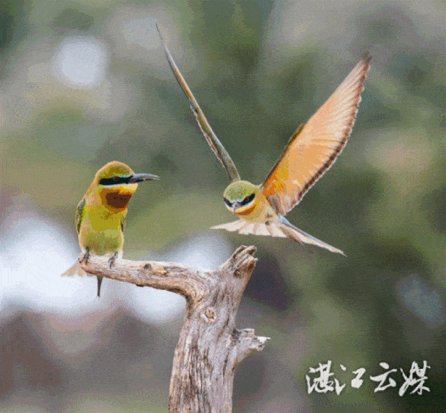 不少湛江人的关注和点赞它们如约而至,纷纷打卡湛江这个冬天黑腹滨鹬