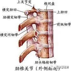 肋横突上韧带解剖图片图片