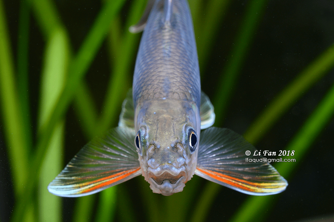 海南鱲 opsariichthys hainanensis长体拟鲿 tachysurus gracilis三线