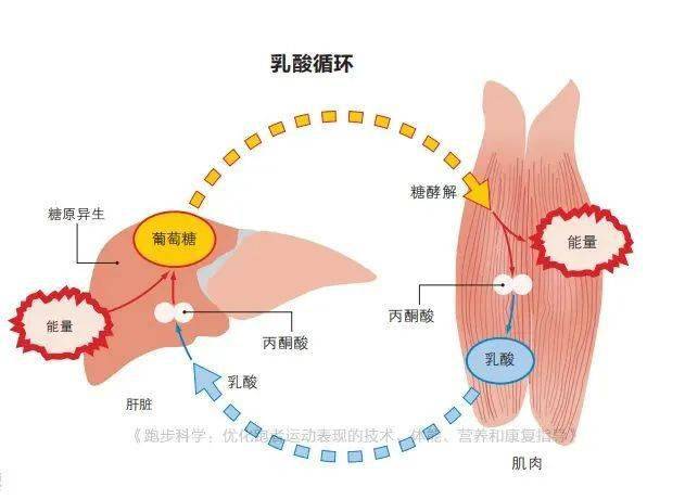 乳酸会让身体疲劳抗乳酸跑了解一下