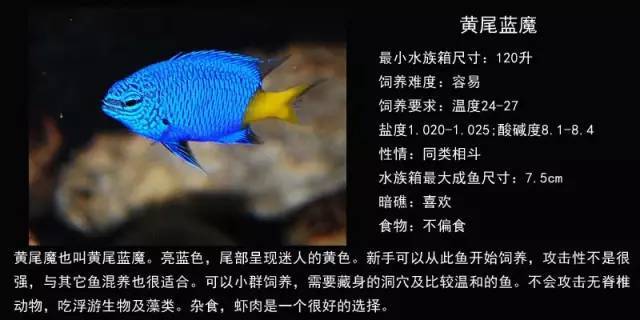 欣赏| 15种雀鲷类海水观赏鱼品种图鉴,收藏!