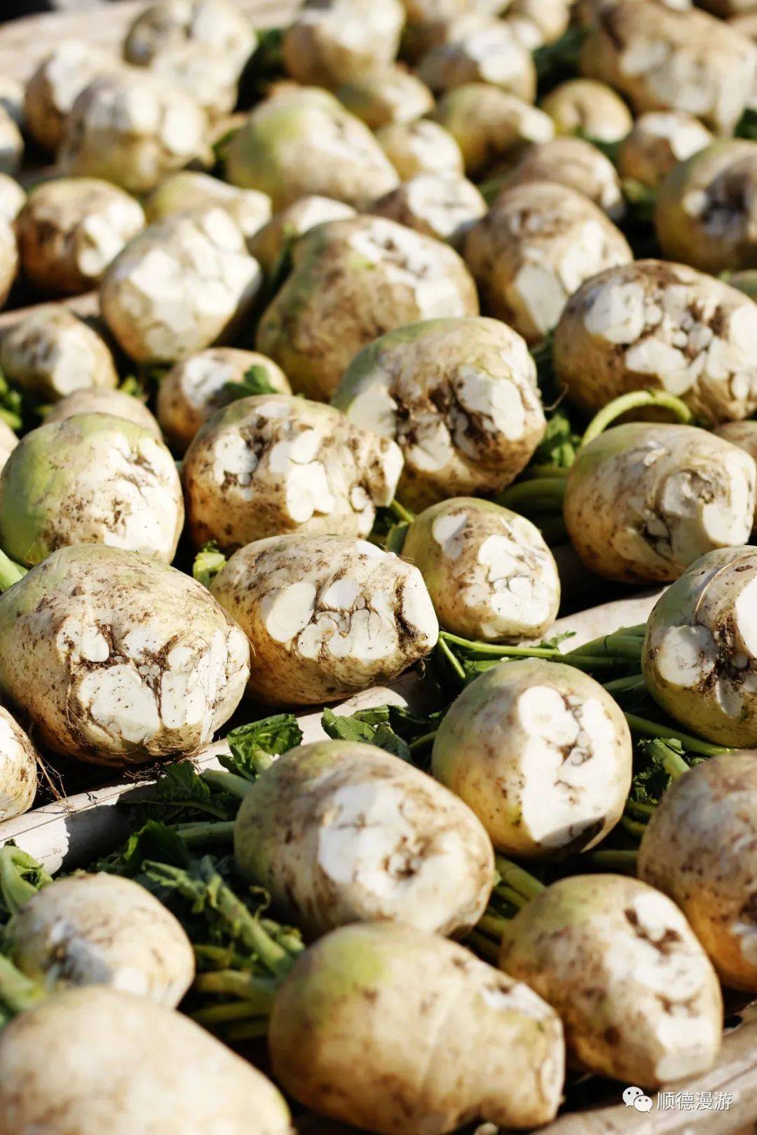 关家尾晒头菜与别的地方不同,别的地方直接摊放在