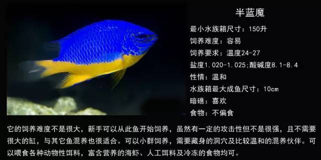 欣赏| 15种雀鲷类海水观赏鱼品种图鉴,收藏!
