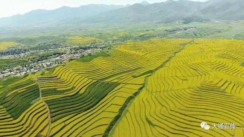 決勝脫貧:大通縣八里村梯田花海開出層層