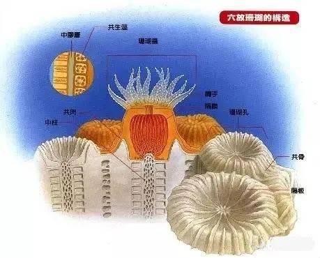 为什么珊瑚被称为海洋中的"热带雨林"