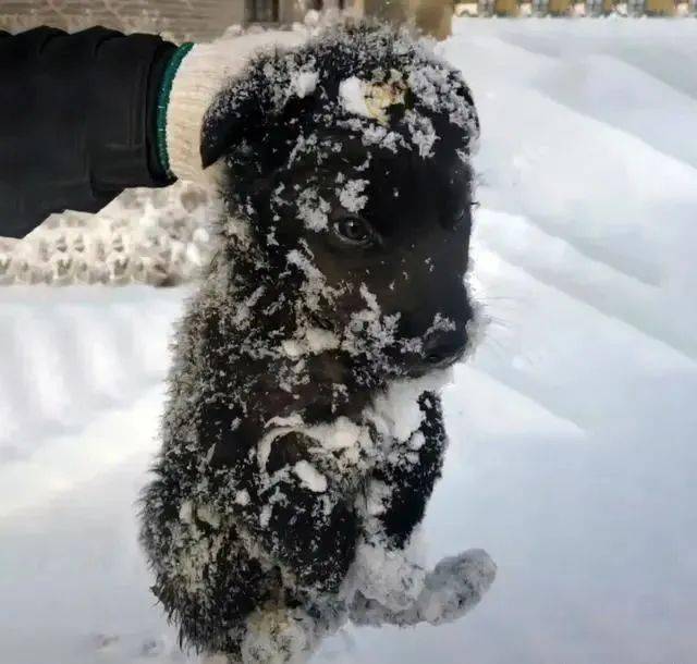 被大雪淹沒的流浪狗縮在角落瑟瑟發抖好心人帶它回家竟遭質疑