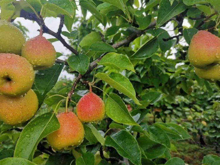 被称为高原胭脂的云南红梨90的广东人都没吃过