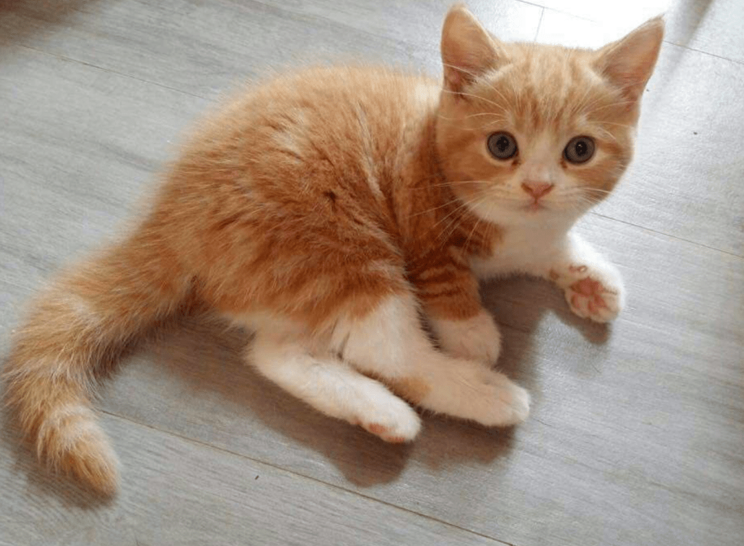 小橘猫的整体颜值超高,虽然"猫大十八变",但主人觉得小橘猫长大后一定