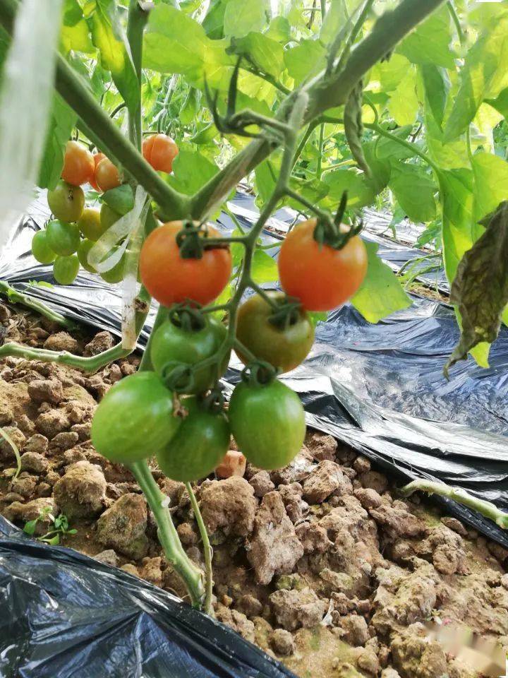 2020年"筑梦山农,砥砺前行"系列活动之科研情书投票开始啦!_念农