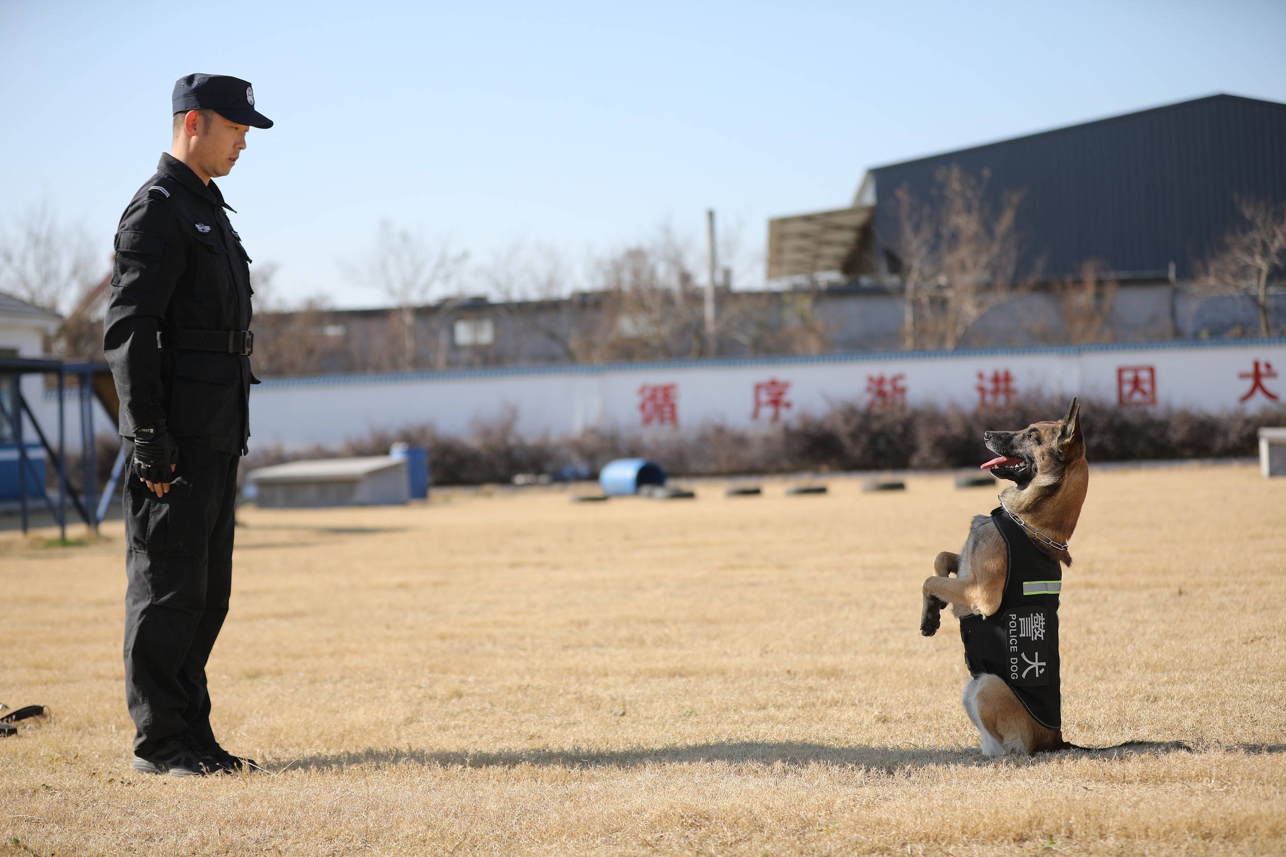 山东日照:"神犬奇兵" 冬季练兵_警犬基地