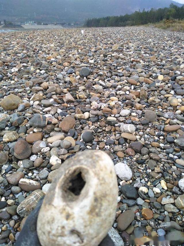 沙海可捞金,偶遇埋在河床沙石下已上千年的乌木