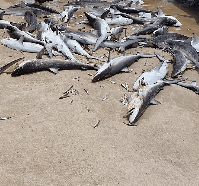 黄金海岸附近沙滩惊现无数鲨鱼尸体渔业部门介入调查