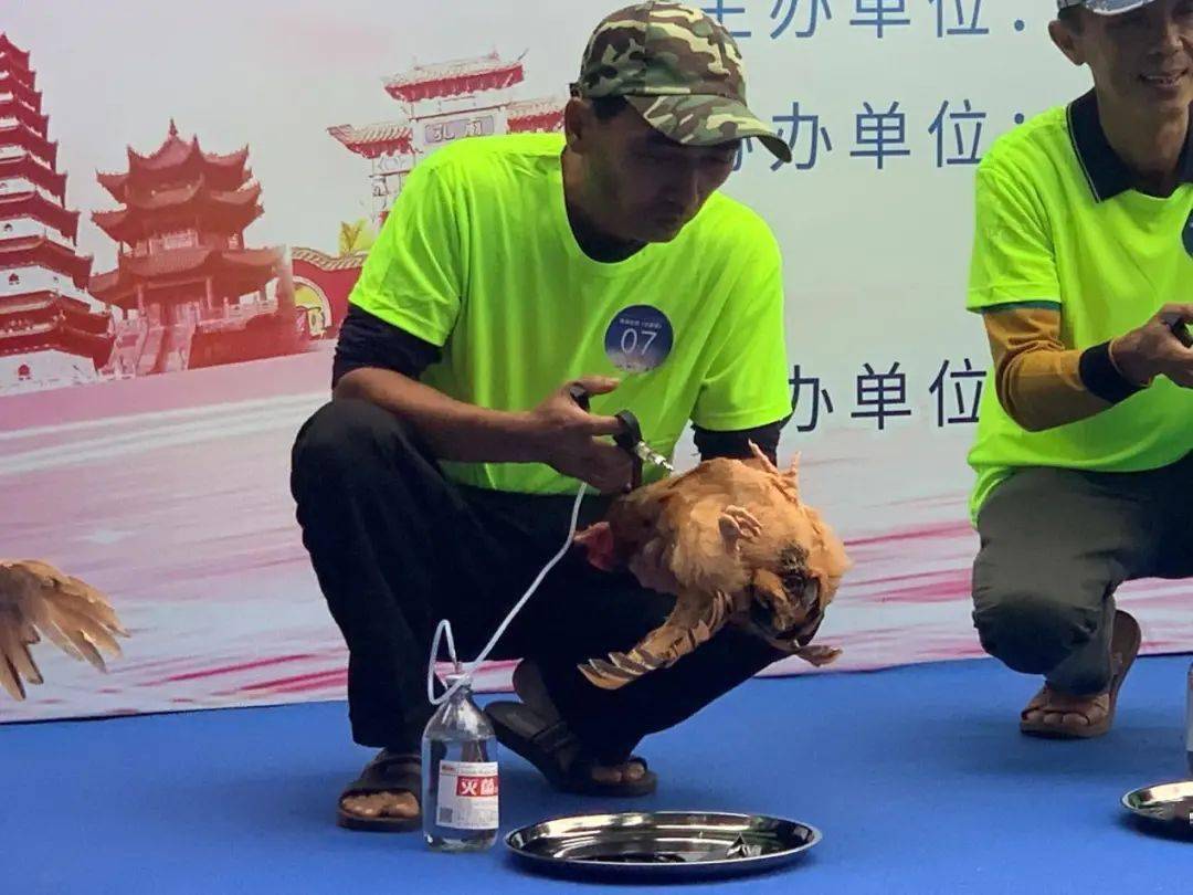 竞赛现场共进行了小鸡断喙,胸肌注射和病理解剖三个比赛项目,参赛选手