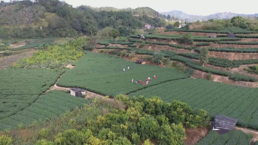 马江镇清洲村的故事电靓茶乡茶更香