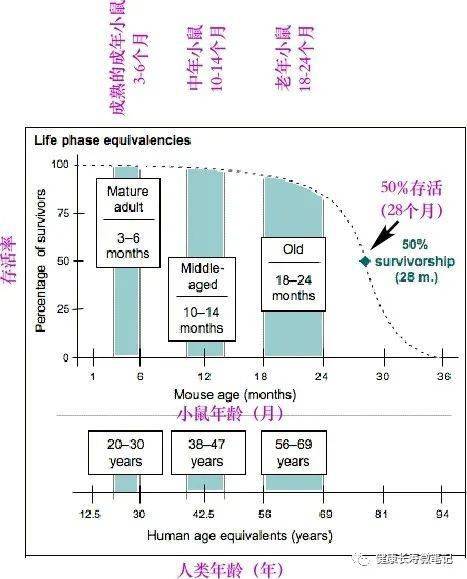 c57小鼠周龄体重对应表图片