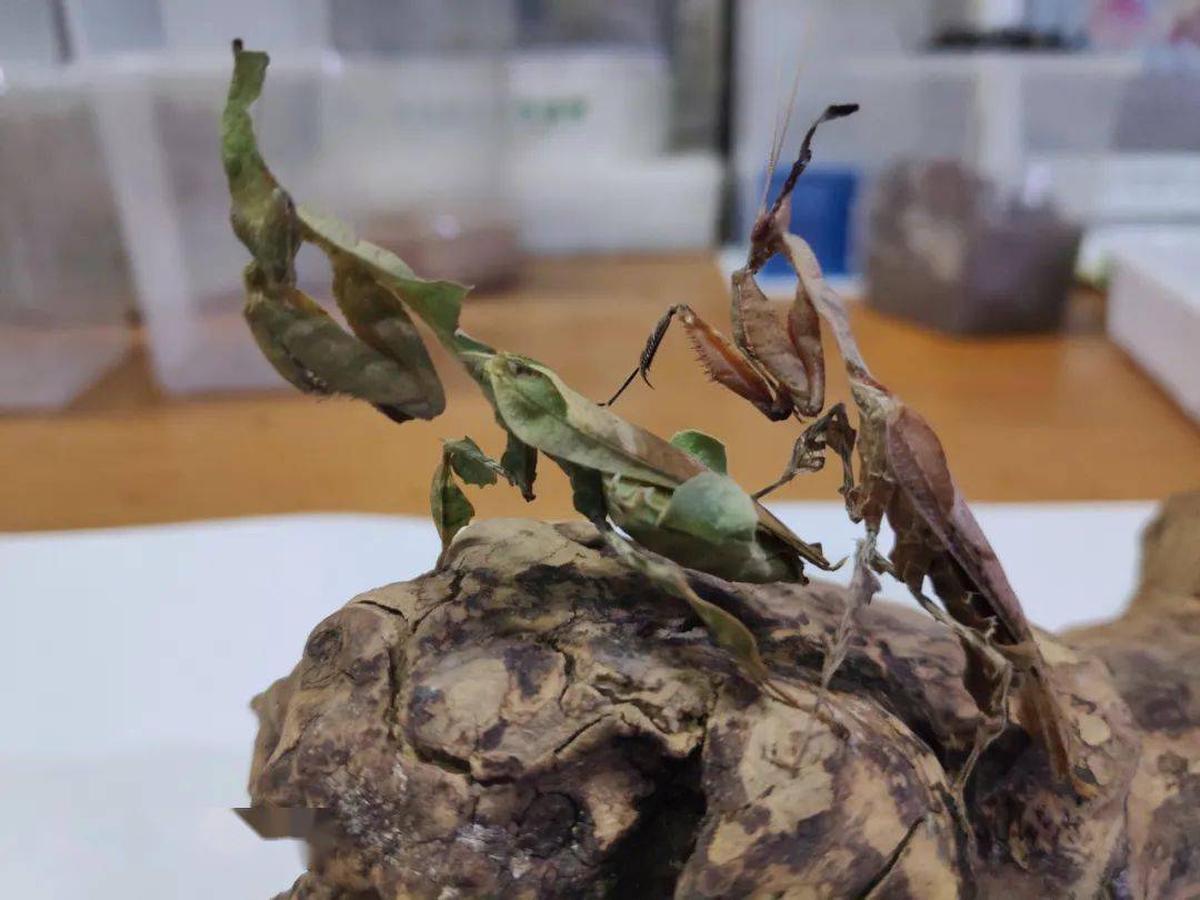 线上昆虫微讲堂幽灵螳螂