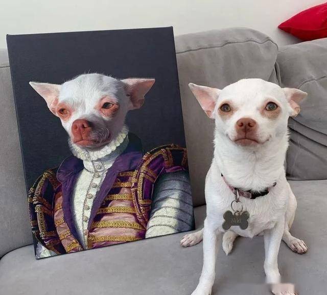 主人做什么都超生气!吉娃娃永远在暴怒边缘:老娘就是看你不顺眼