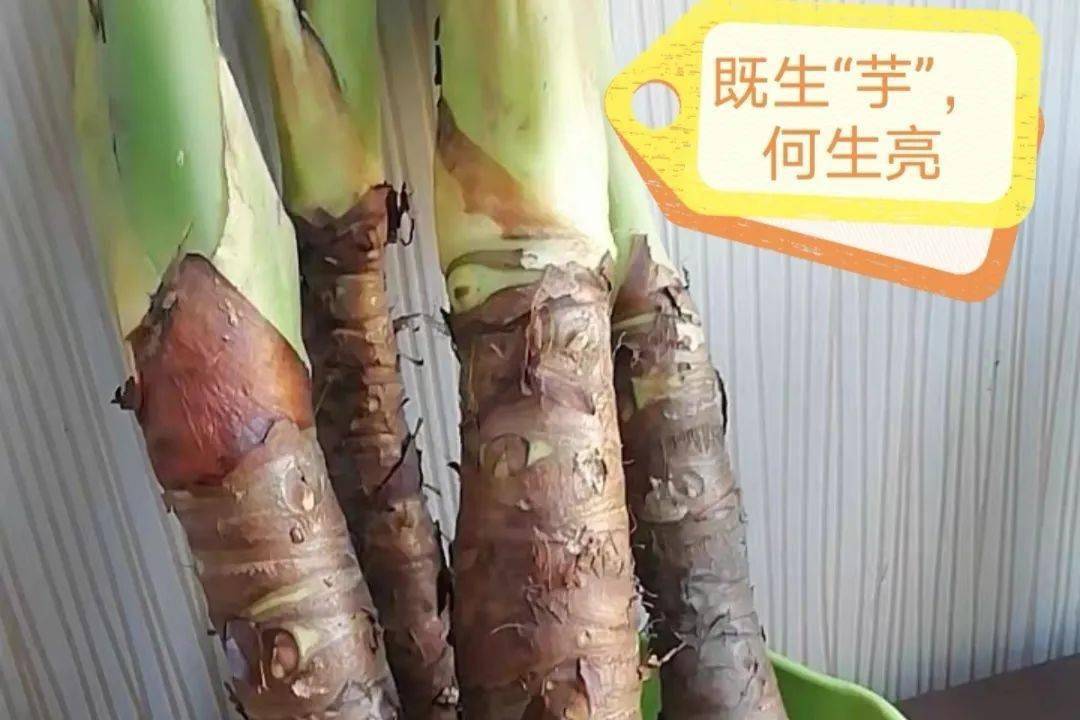 假芋头险要命广东一男子咬一口就瞬间有窒息感很多人都分不清
