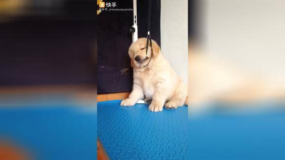 你别管我我要上吊太可爱了