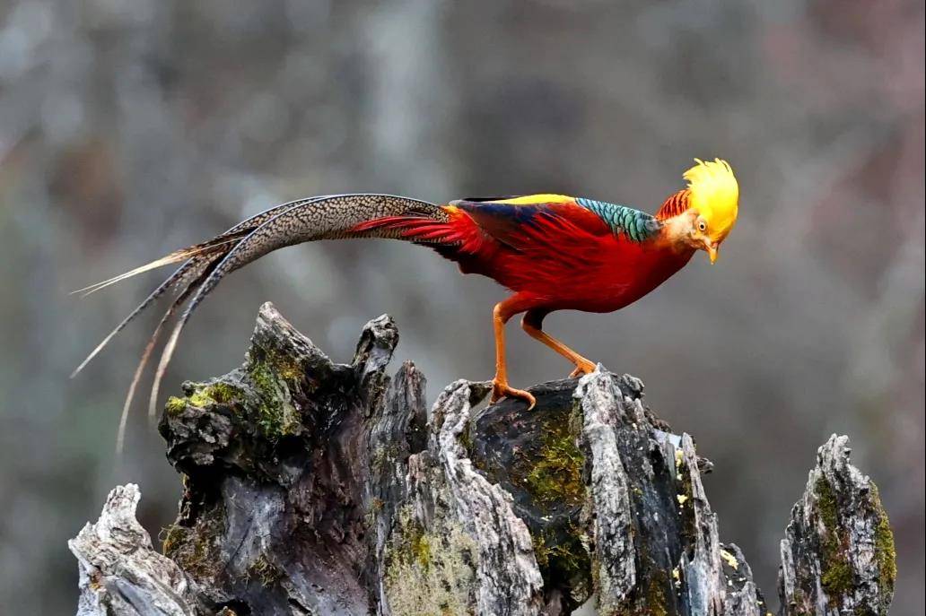 一起来欣赏它的美片吧~属国家二类珍稀保护鸟种堪称火凤凰美丽的小