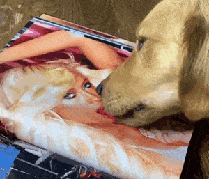 大金毛痴迷成人杂志,背后原因竟然是