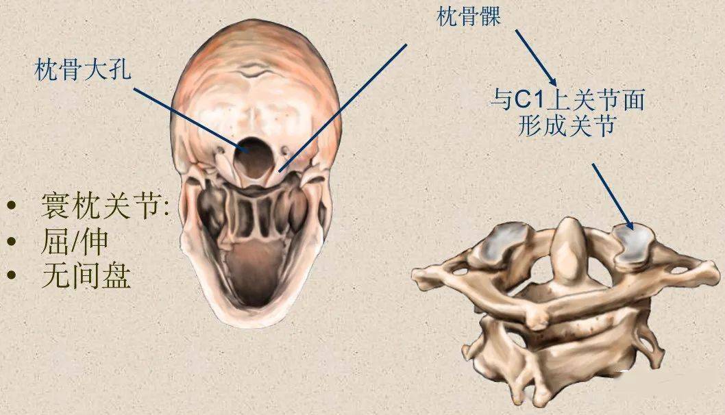 经椎弓根的横断层面:断面经过的部位:椎弓根主要特征:椎管为完整性骨