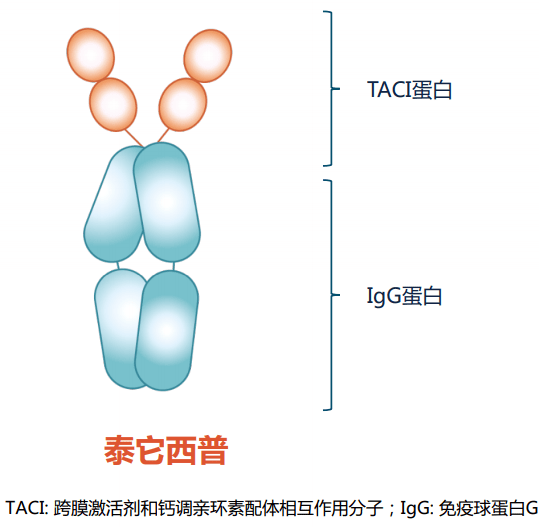 融合蛋白型"生物制剂长这样虽然思路相似,但泰它西普在设计上较