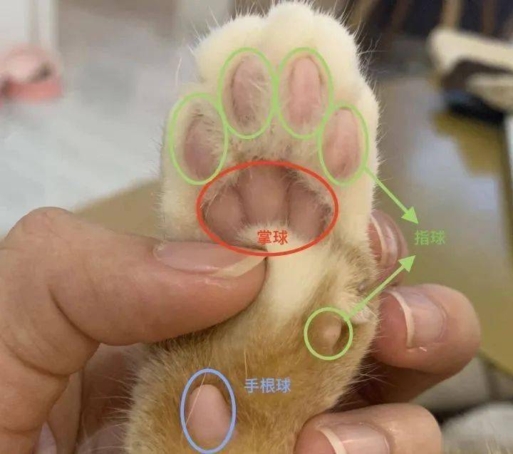 猫爪 结构图图片