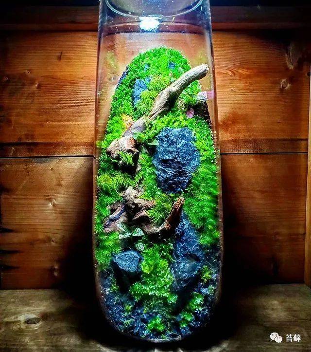 国外制作的极品苔藓微景观