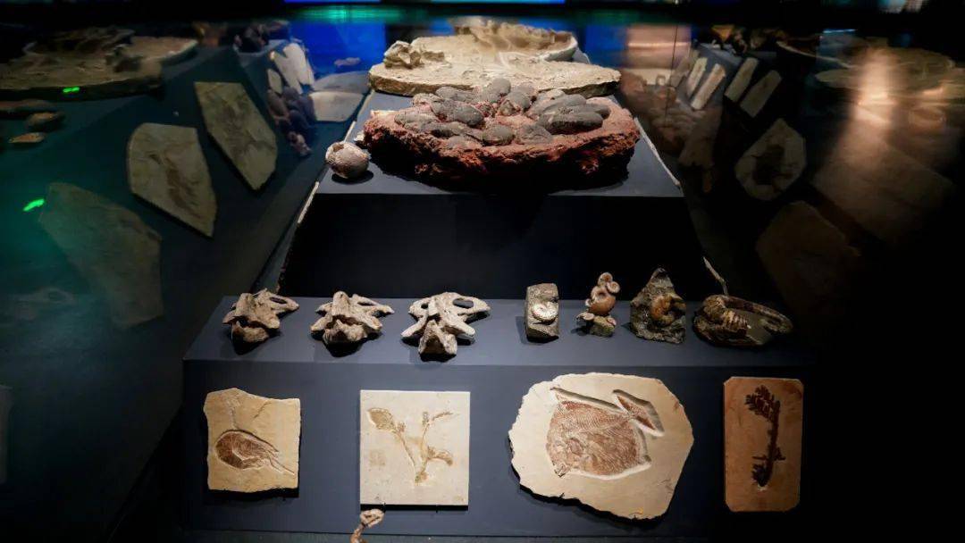 人从鱼演化而来,澄江生物群化石告诉你