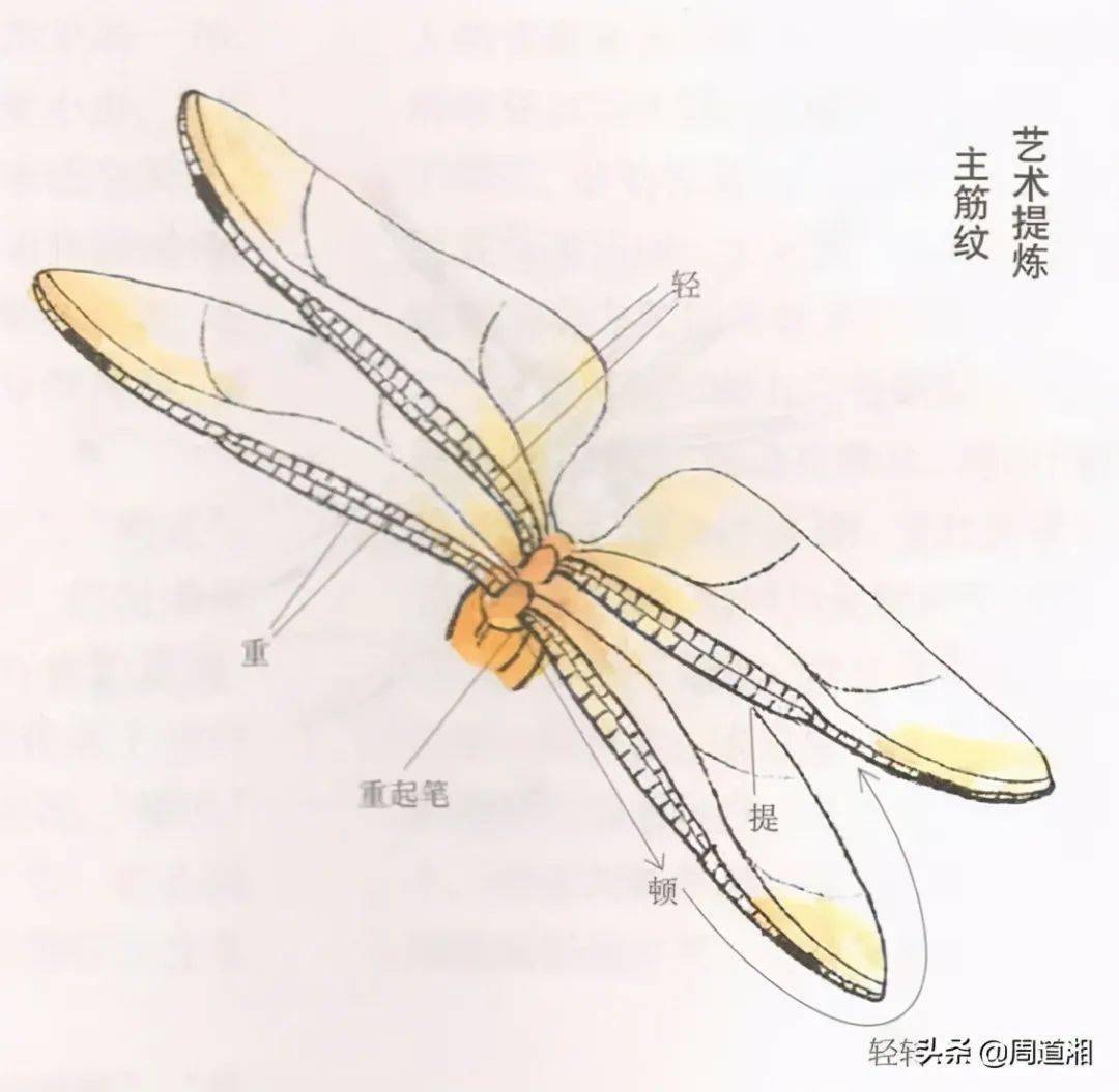 蜻蜓的身体结构图介绍图片