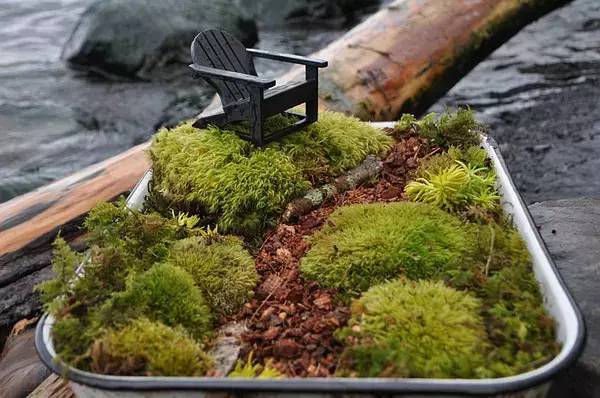 动手制作迷你花园_青苔