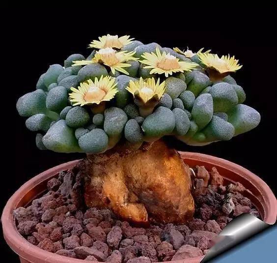 多肉石头开花了真美