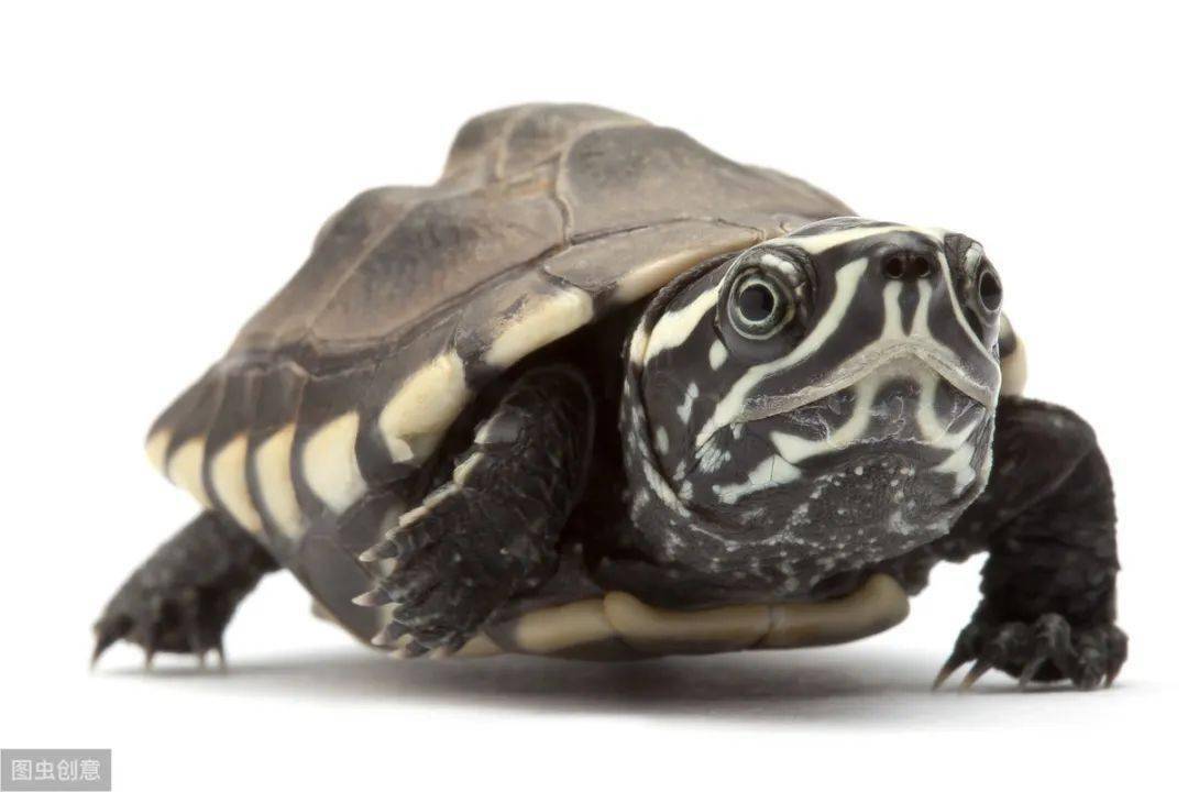 六,麝香龟的繁殖一般在冬眠结束以后麝香龟就开始了