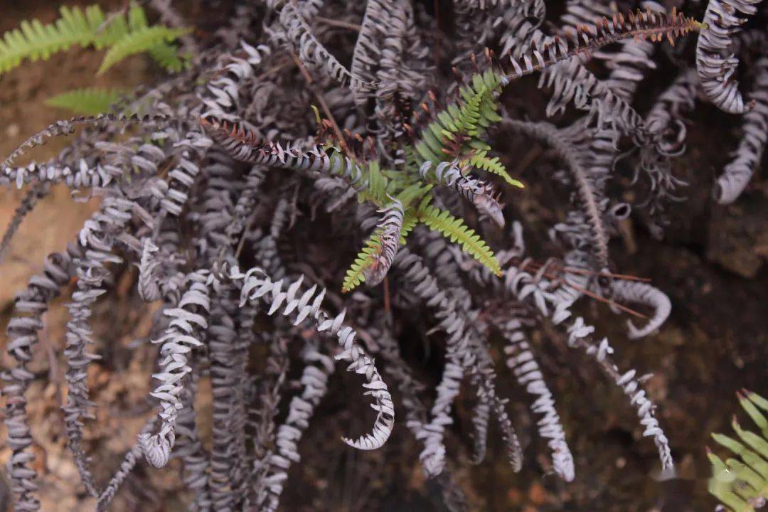 荒凉的小路上,我遇到了蜈蚣凤尾蕨