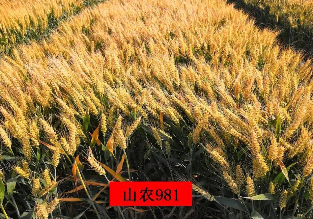 山农42小麦种图片