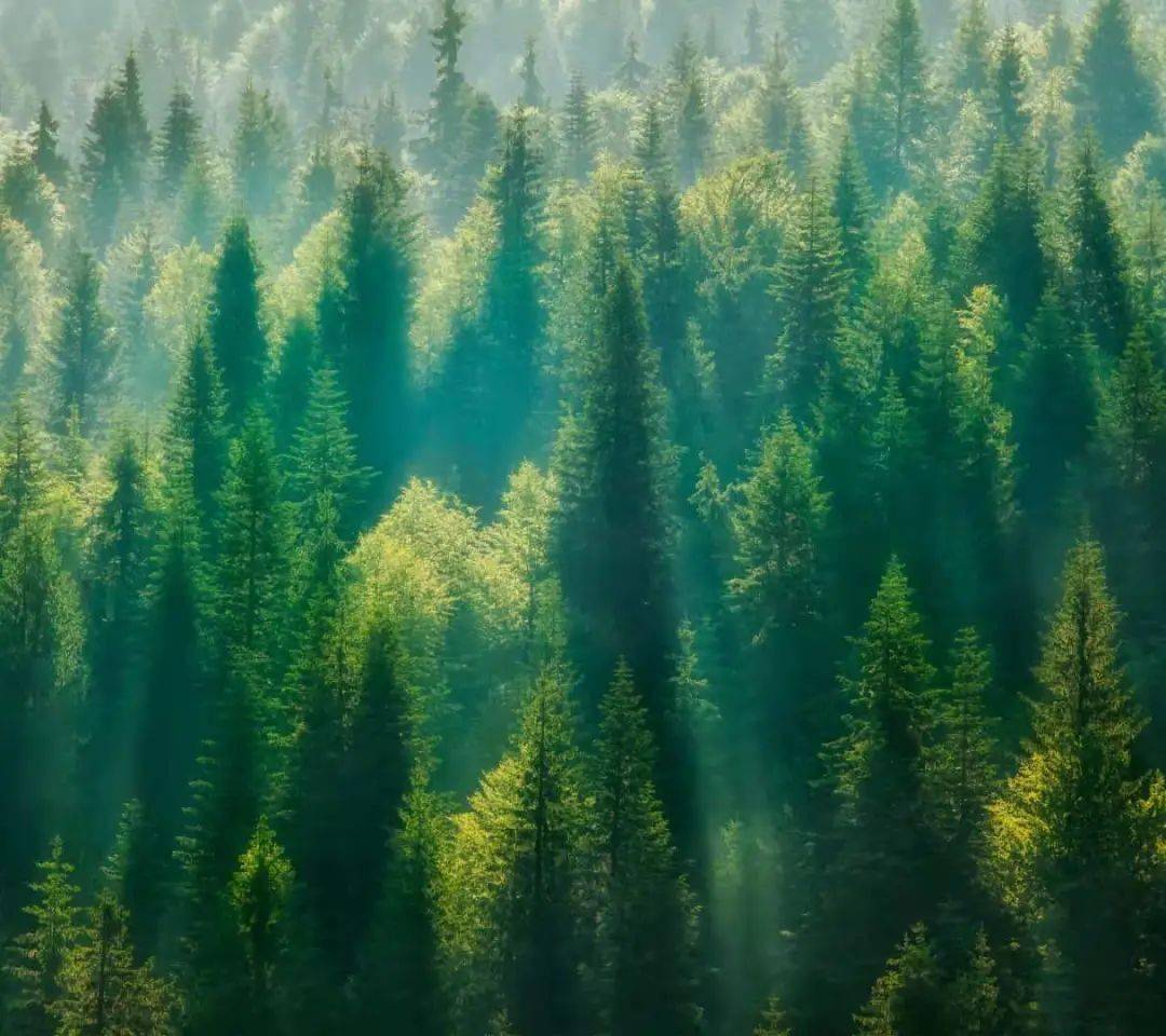 爱悦读|《林海》