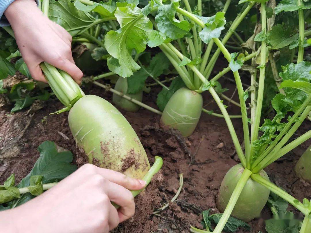 咳嗽一下震八瓣的秦大园萝卜真好吃吗