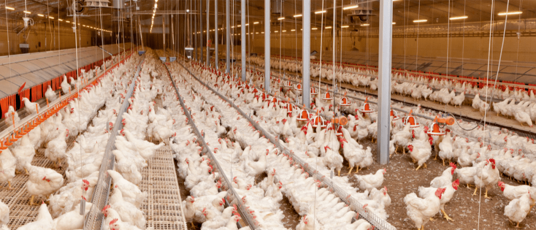 肉鸡祖代的管理是一个非常专业的行业,这个任务,只交给那些在种鸡管理