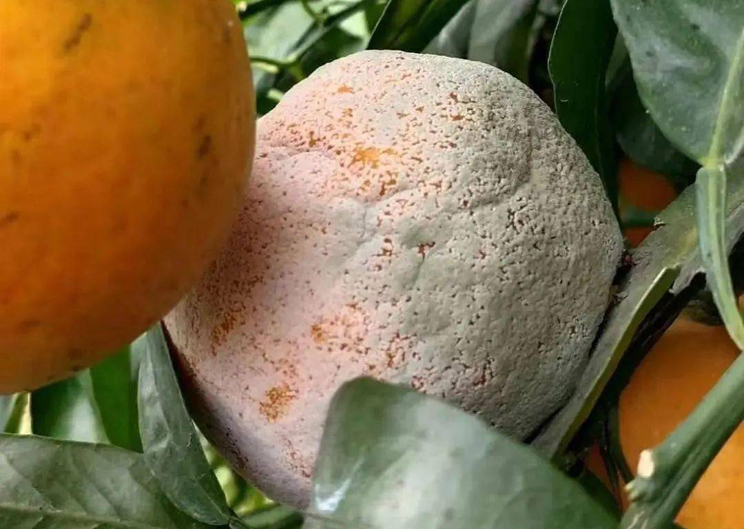 柑橘后期烂果,都是谁搞的鬼?_软腐