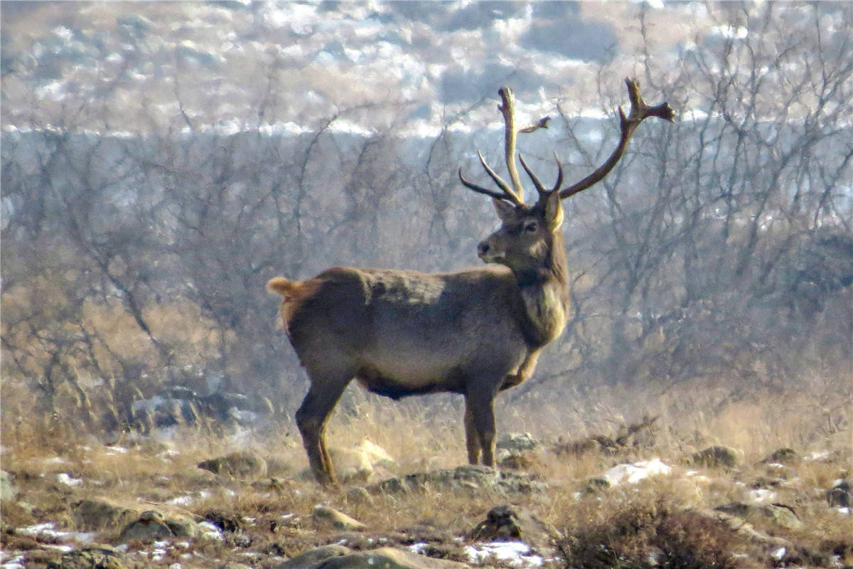 贺兰山下马鹿来遛弯
