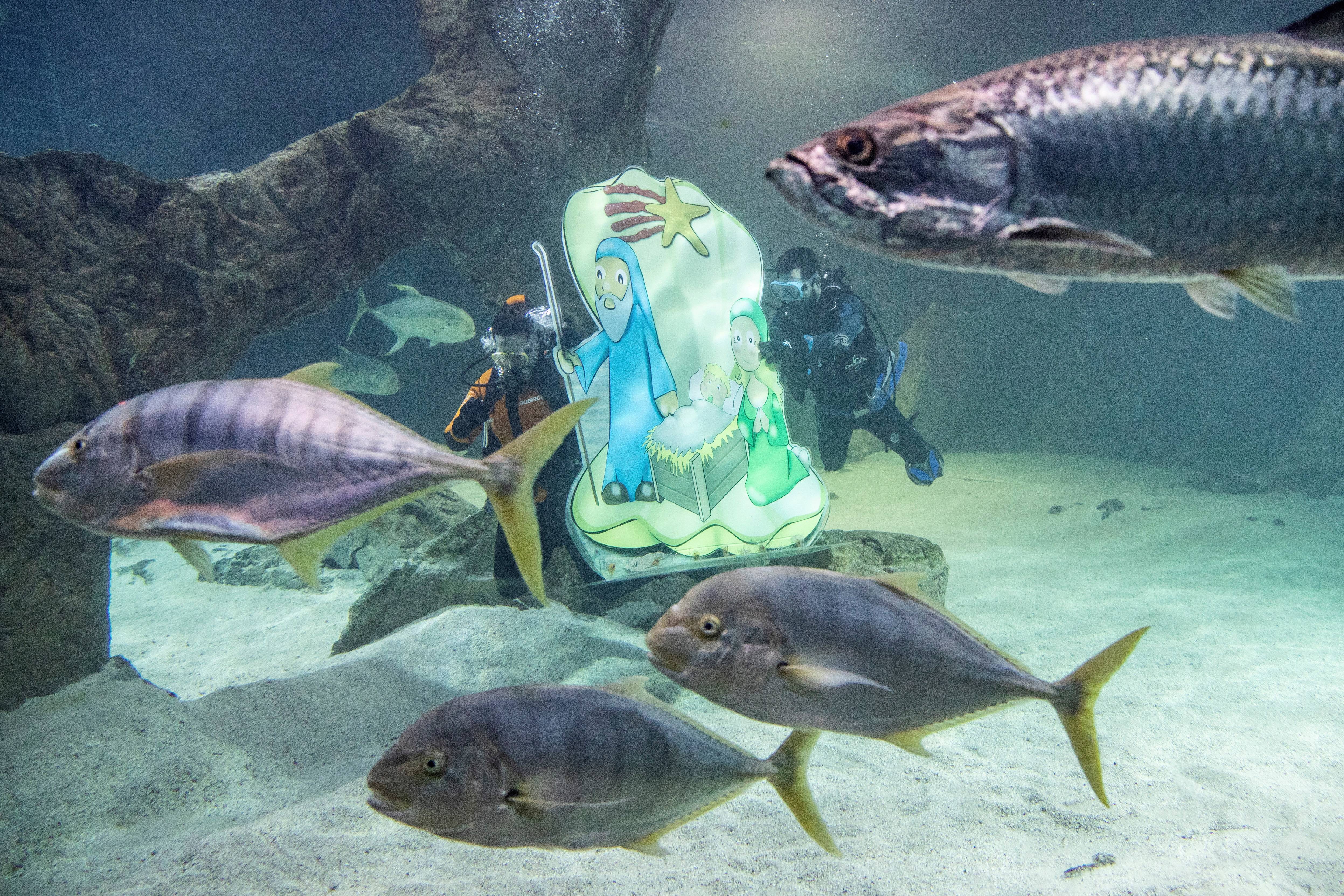 动物狂欢节水族馆图片