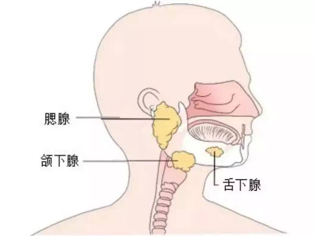 腮腺在什么位置示意图图片