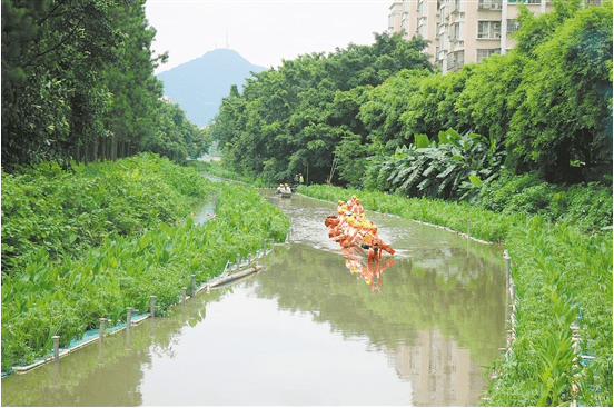 新会这条河大变样!这场盛况多年后又出现了!