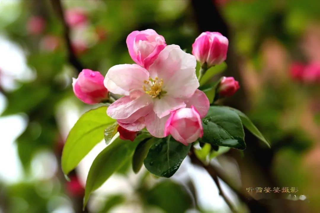 中国网络诗歌 || 陶然忘机:又见海棠