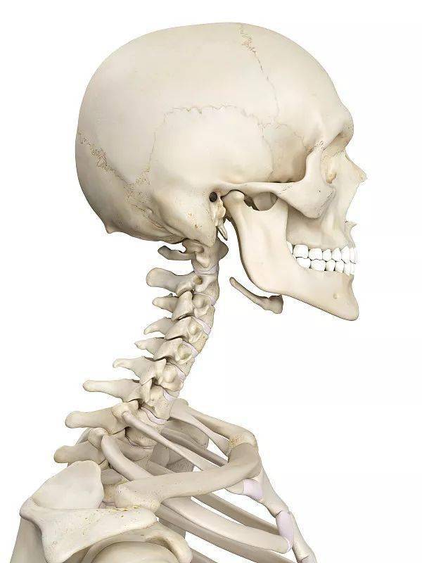 关于颈椎功能解剖学趣味笔记总结