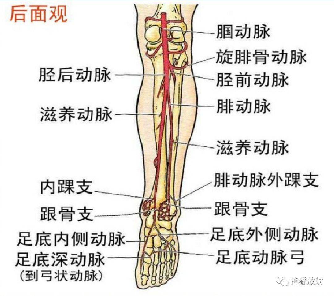 下肢动静脉解剖图谱图片